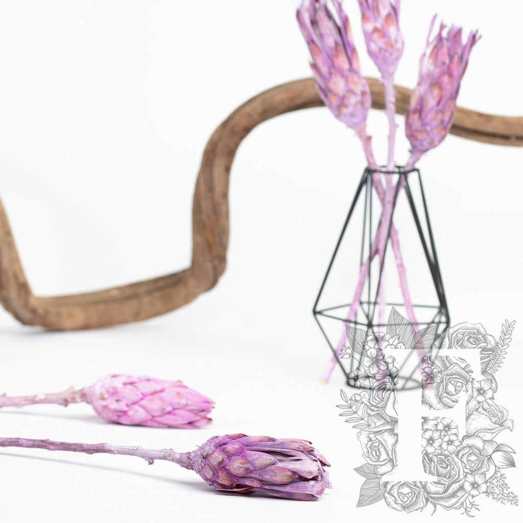 Compacta Bud - 3 Stems