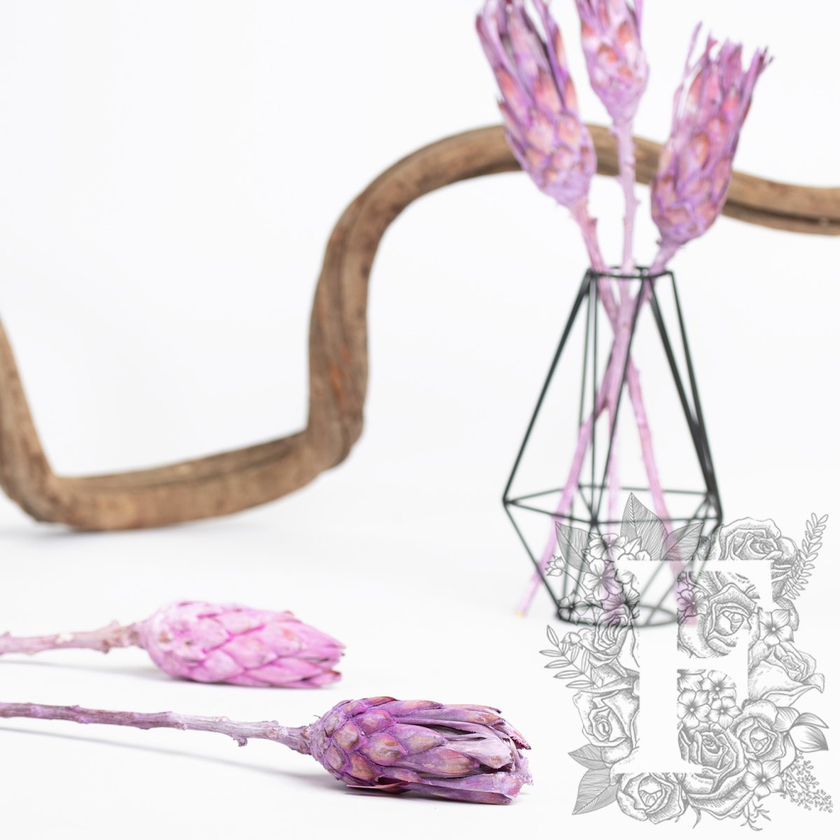 Compacta Bud - 3 Stems