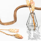 Compacta Bud - 3 Stems