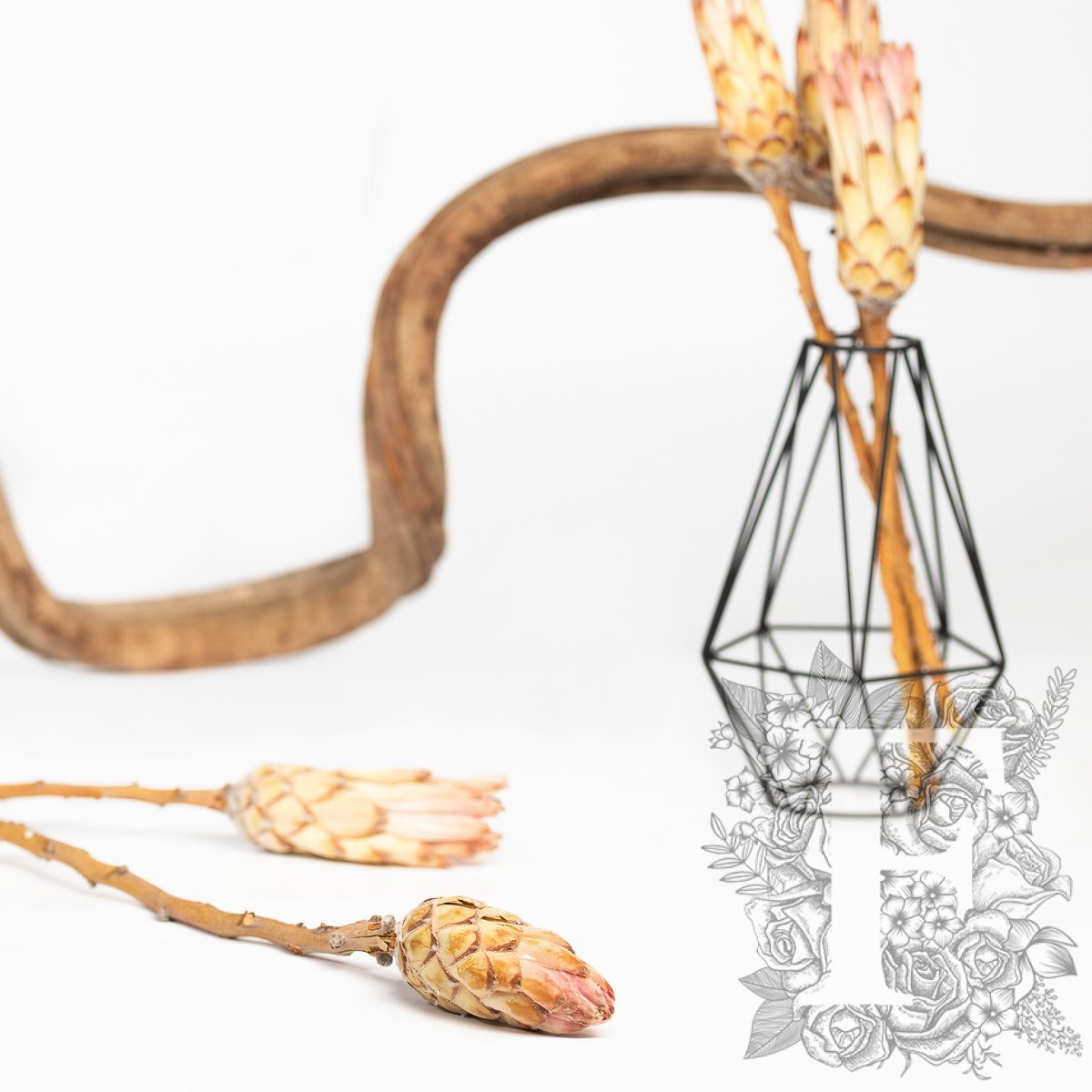 Compacta Bud - 3 Stems