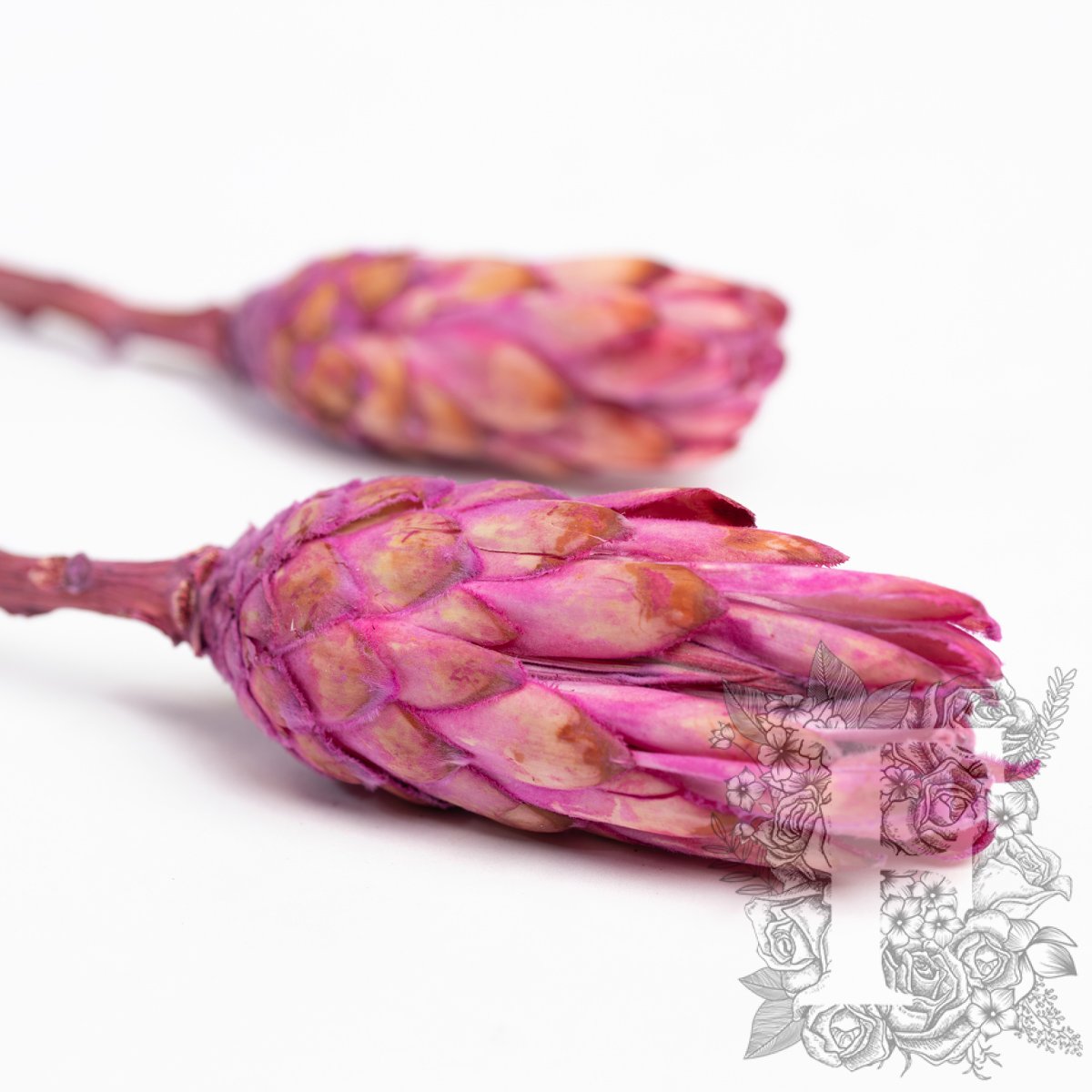 Campacta Pink 1