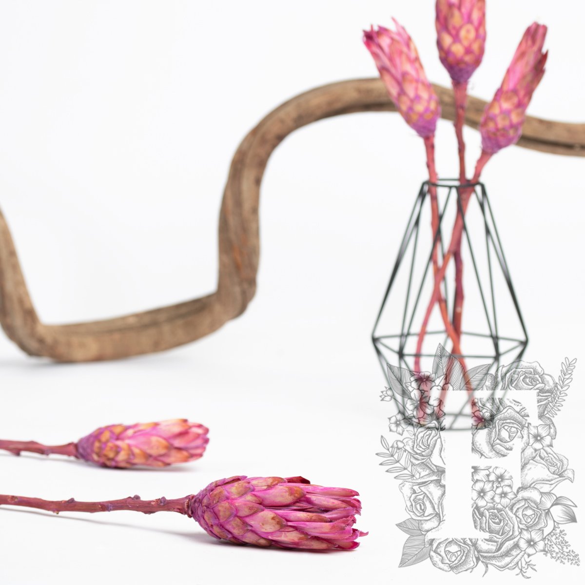 Campacta Pink 3