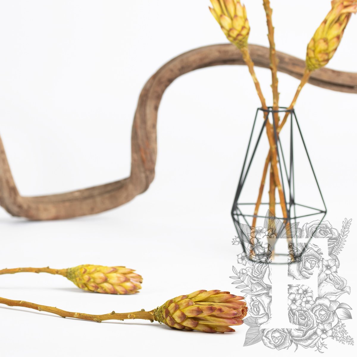 Compacta Bud - 3 Stems