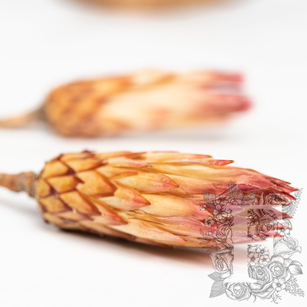 Obtusifolia 2