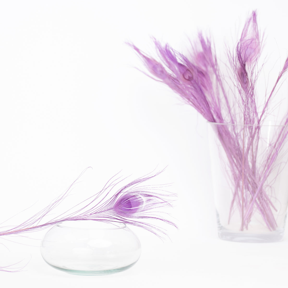 Peacock Feather - Pack of 5