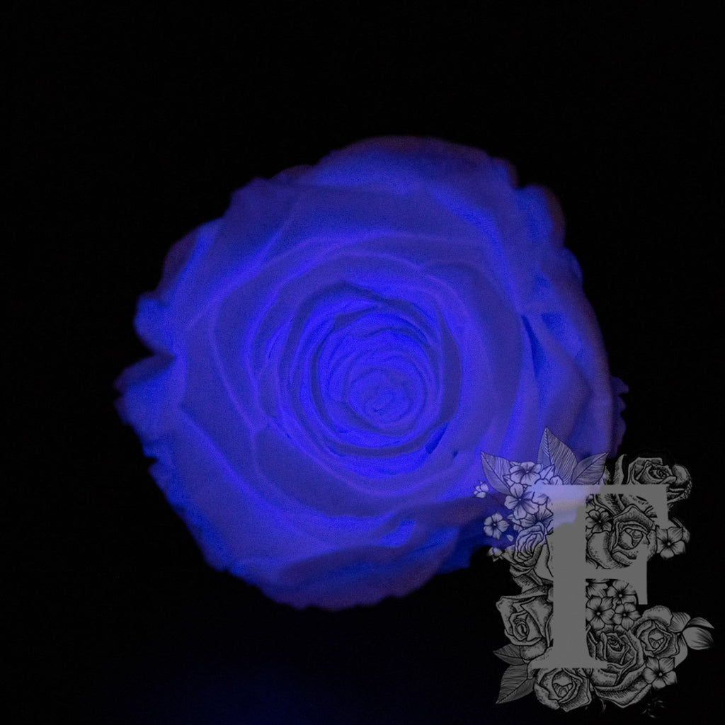 glow purple