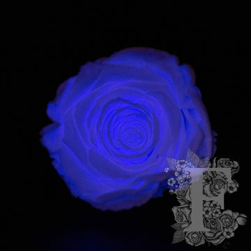 glow purple
