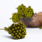 Brunia Albiflora - Bunch
