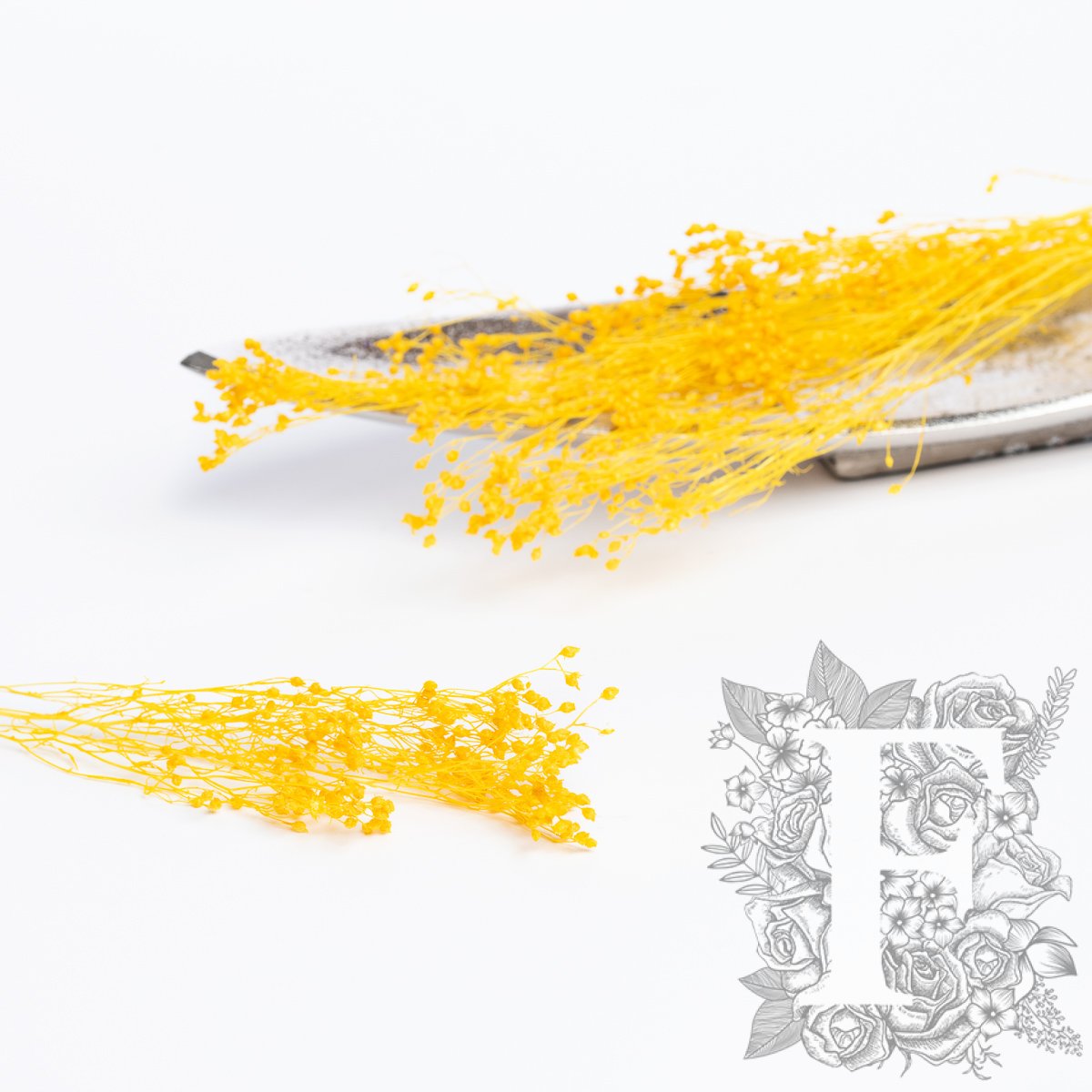 Broom Yellow 1