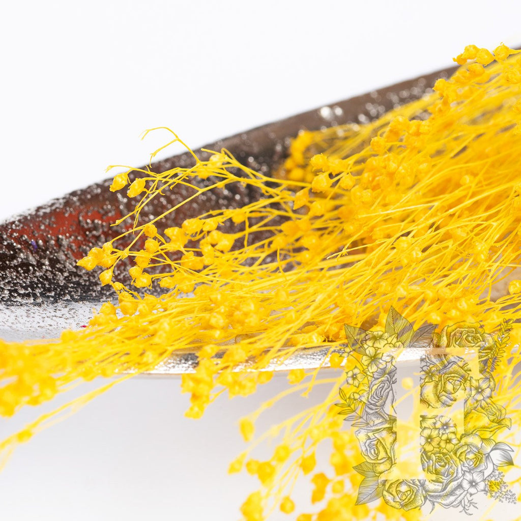 Broom Yellow 2