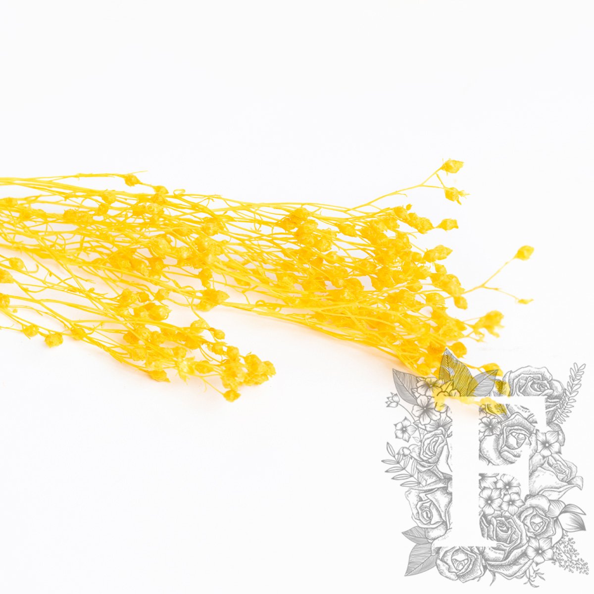 Broom Yellow 3