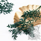 Ruscus - Bunch