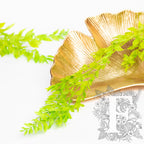 Ruscus Lime 1