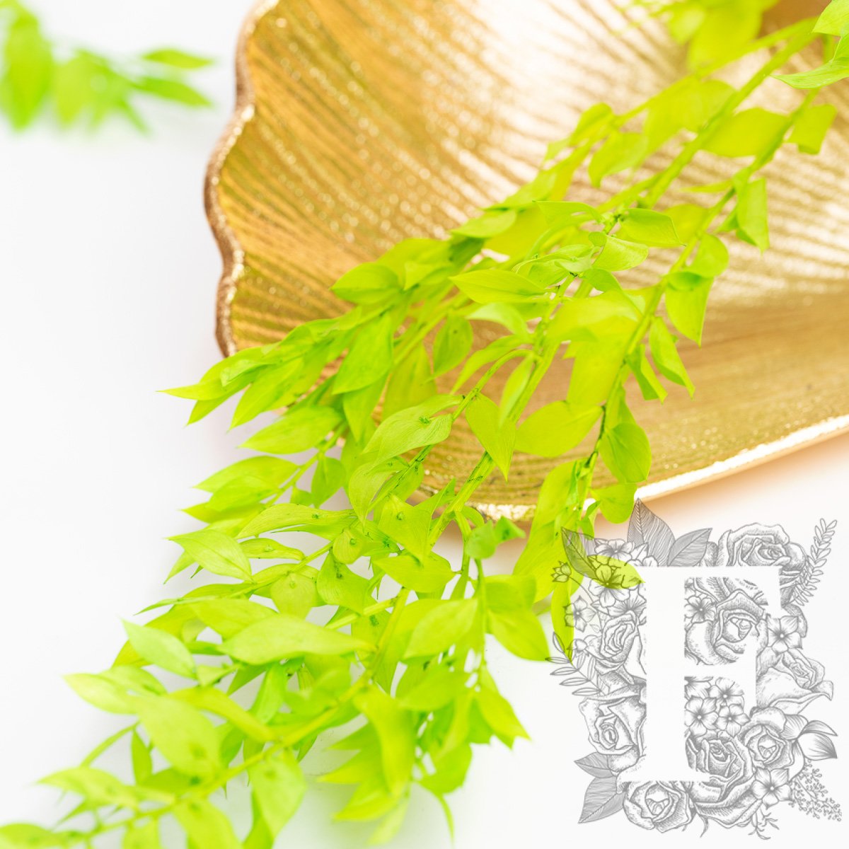Ruscus Lime 2