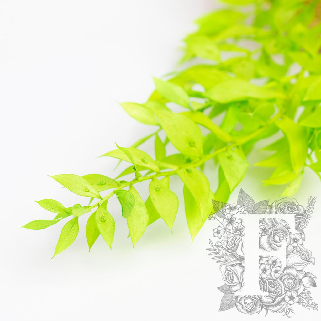 Ruscus Lime 3