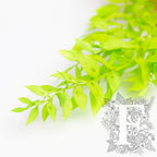 Ruscus Lime 3