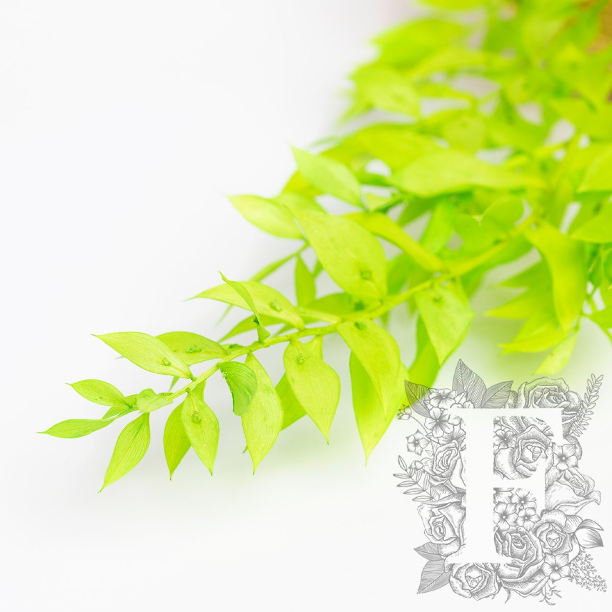 Ruscus Lime 3