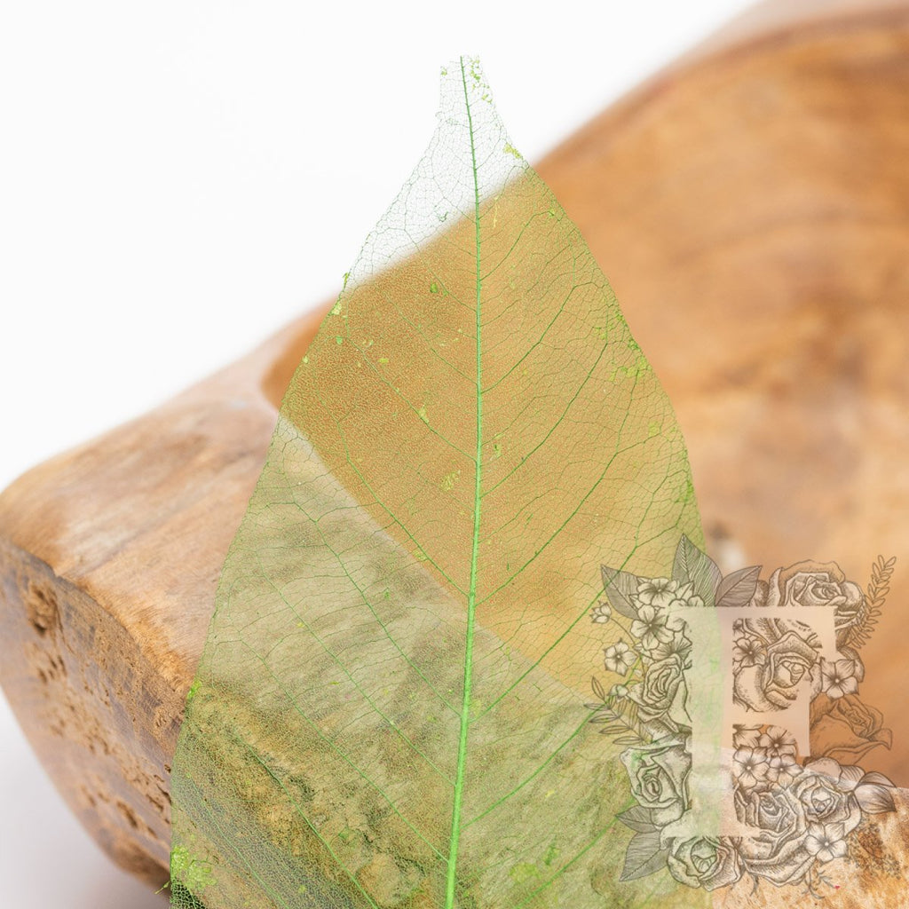 Magnolia Lime 3