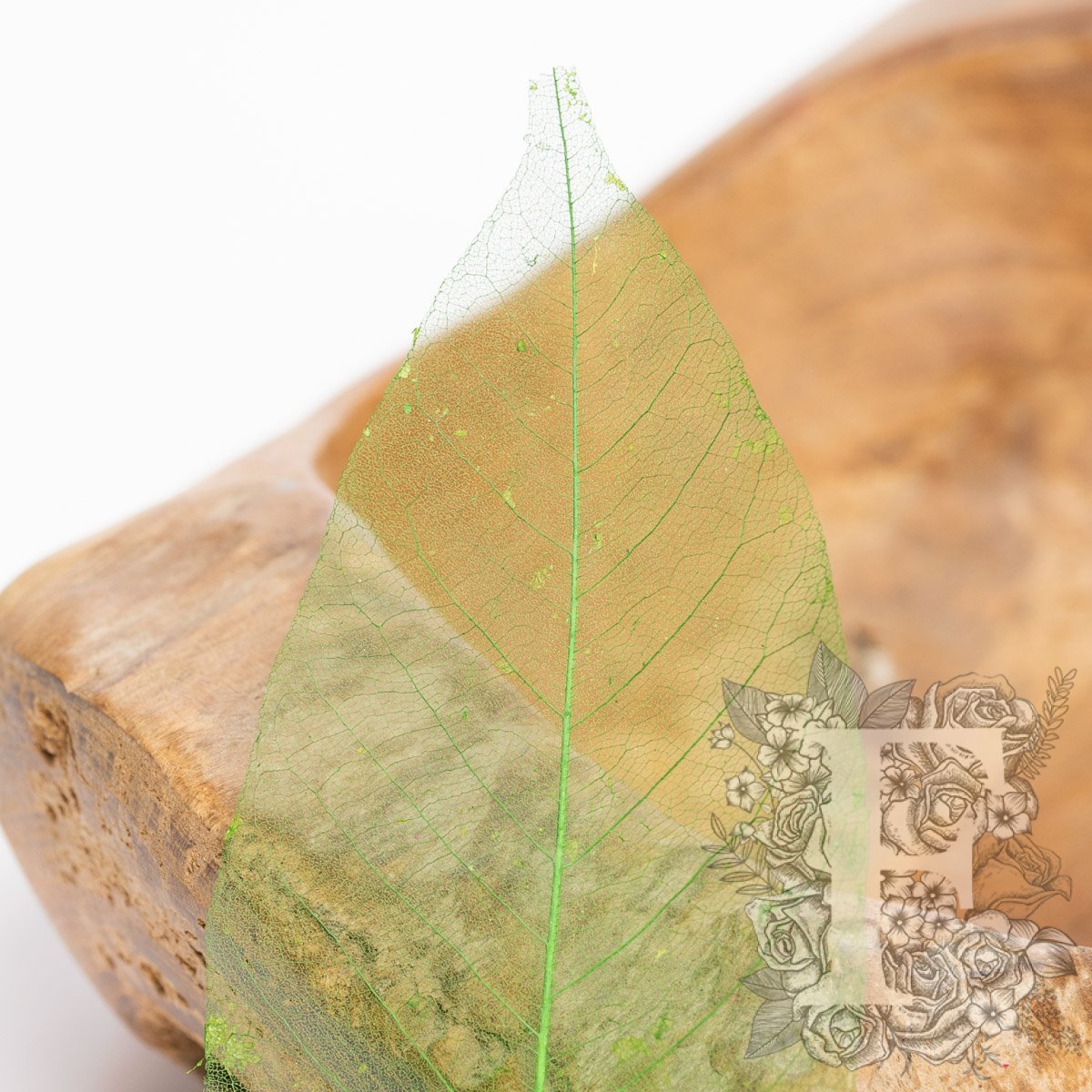 Magnolia Lime 3