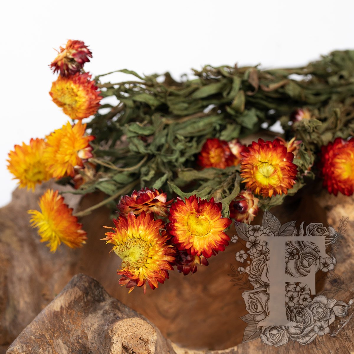 Helichrysum 1