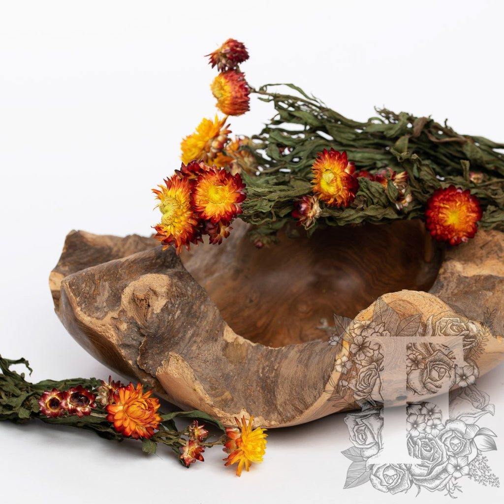 Helichrysum 2
