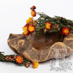 Helichrysum 2