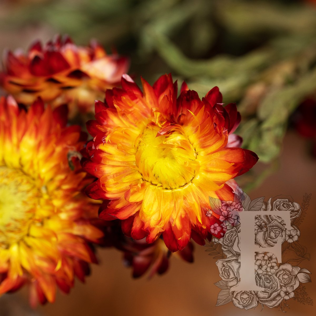 Helichrysum 3