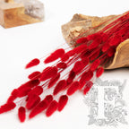 Lagurus Bunny Tail - Bunch 50g