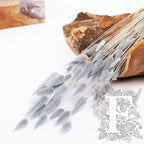 Lagurus Bunny Tail - Bunch 50g