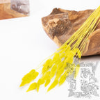 Lagurus Bunny Tail - Bunch 50g