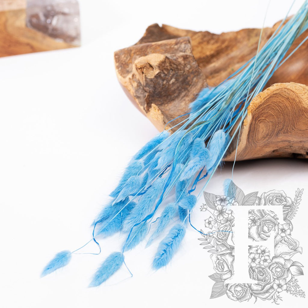 Lagurus Bunny Tail - Bunch 50g