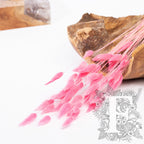 Lagurus Bunny Tail - Bunch 50g