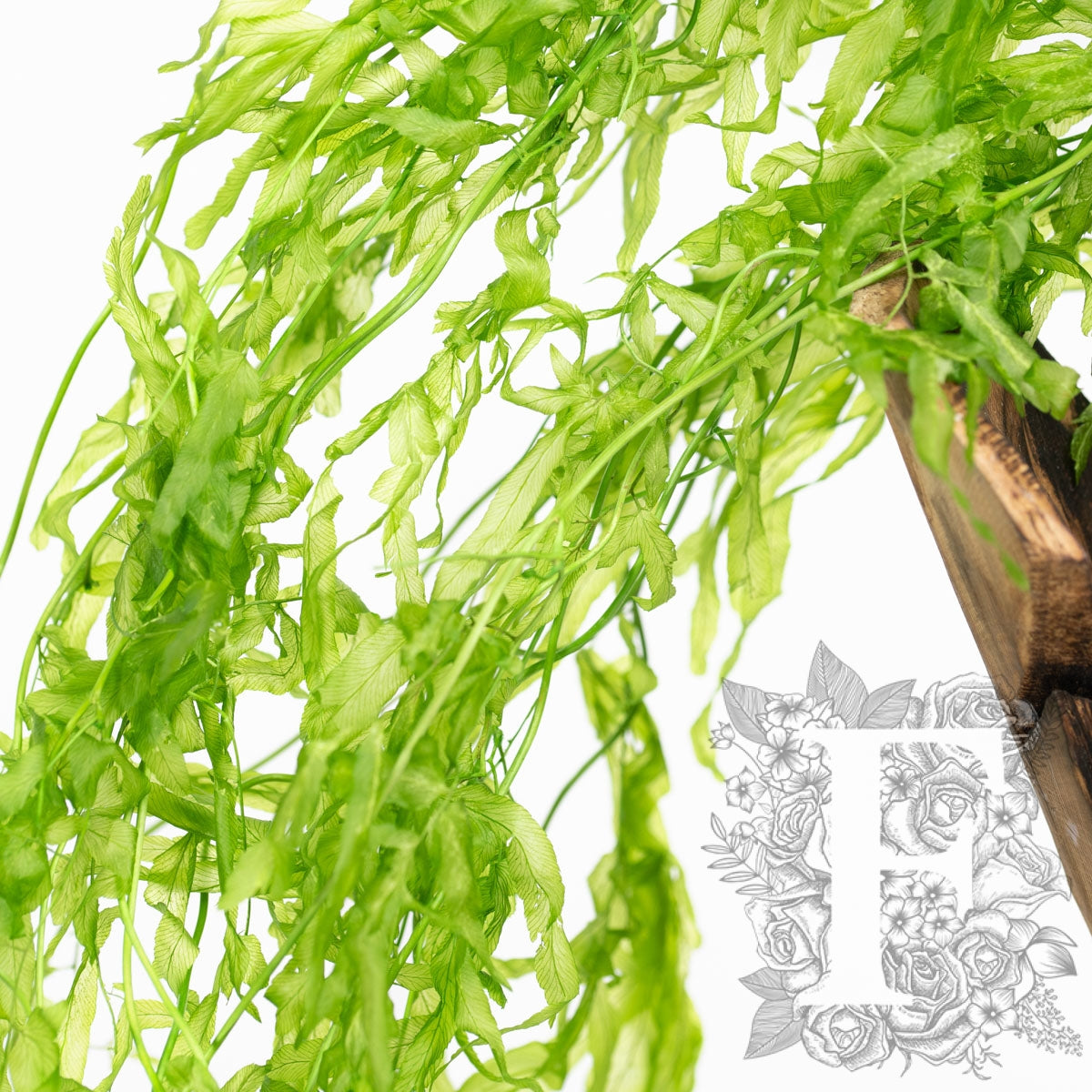 Vine Helecho - 10 Stems