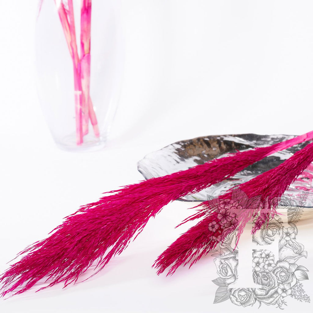 Pampas - Classic - Cana Silvestre - 6 Stems 120cm