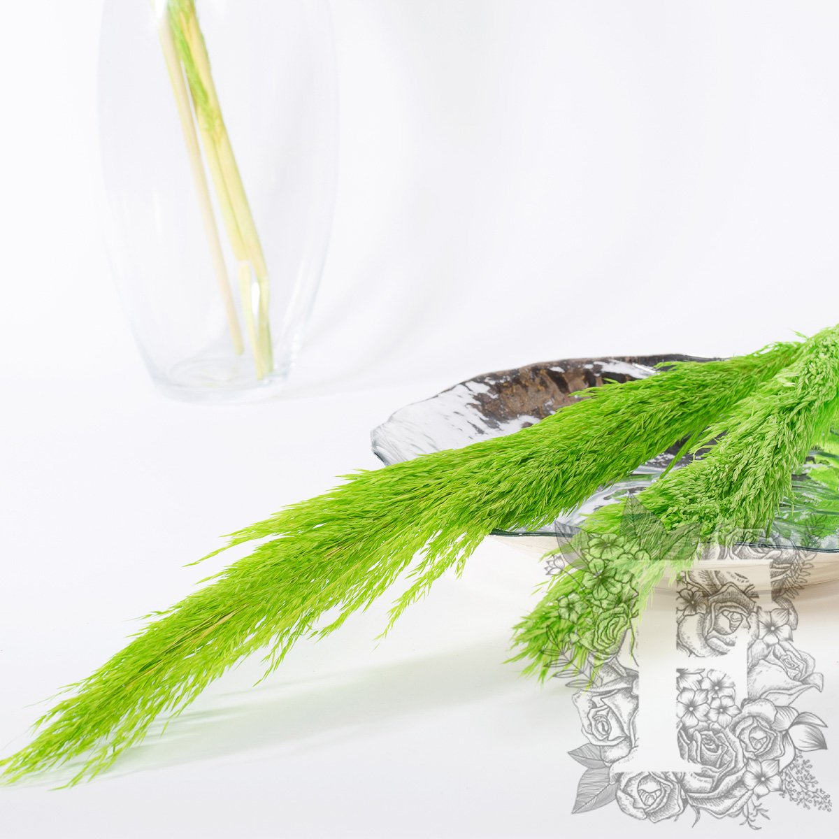 Pampas - Classic - Cana Silvestre - 6 Stems 120cm