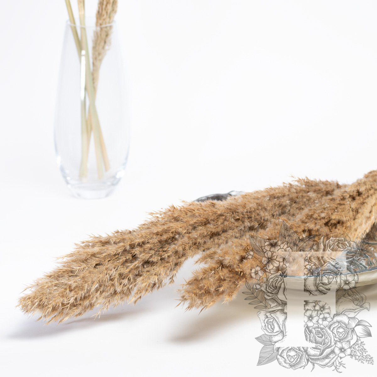 Pampas - Classic - Cana Silvestre - 6 Stems 120cm