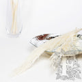 Pampas - Classic - Cana Silvestre - 6 Stems 120cm