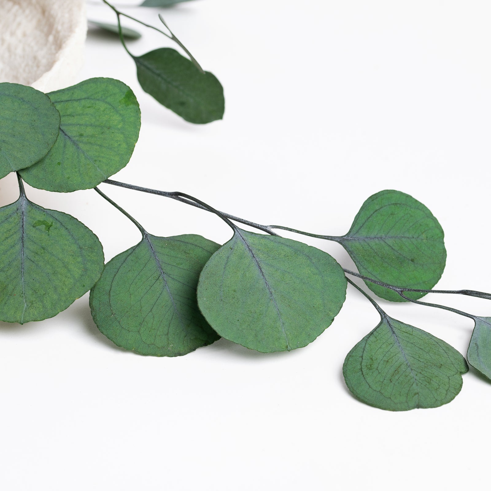 Standard Eucalyptus Populus - Bunch