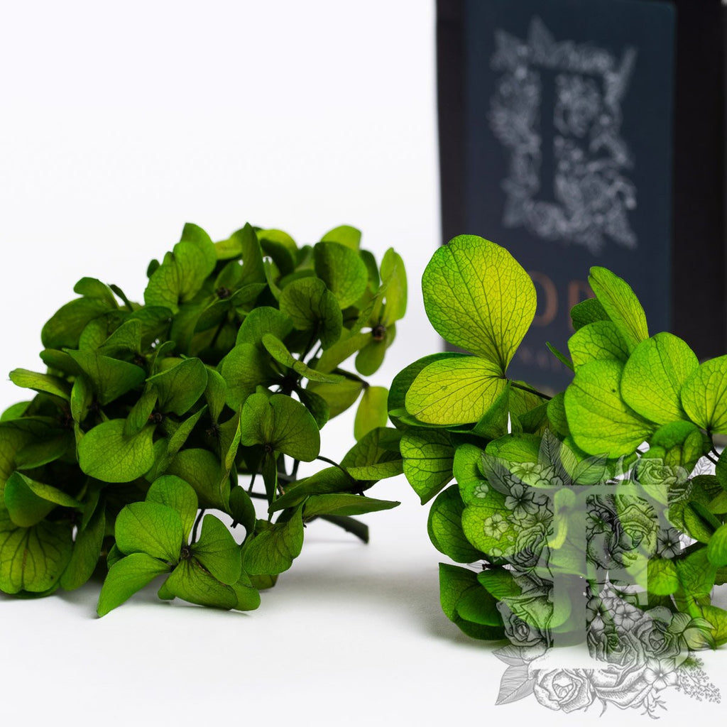 Fora Exclusive Hydrangea - Box