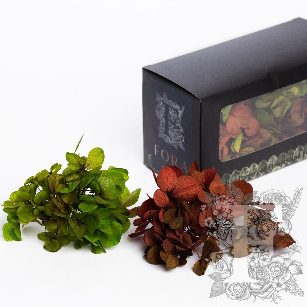 Exclusive Hydrangea Box Green & Red 1