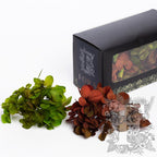 Exclusive Hydrangea Box Green & Red 1