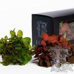Exclusive Hydrangea Box Green & Red 2