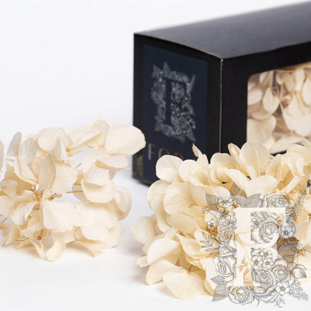 Fora Exclusive Hydrangea - Box
