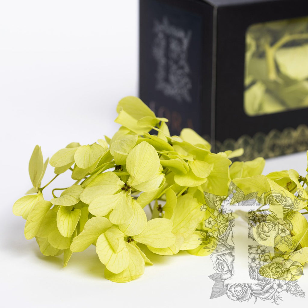 Fora Exclusive Hydrangea - Box