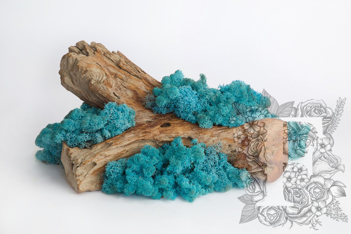 Standard Icelandic Lichen Moss - Bulk 2.6KG
