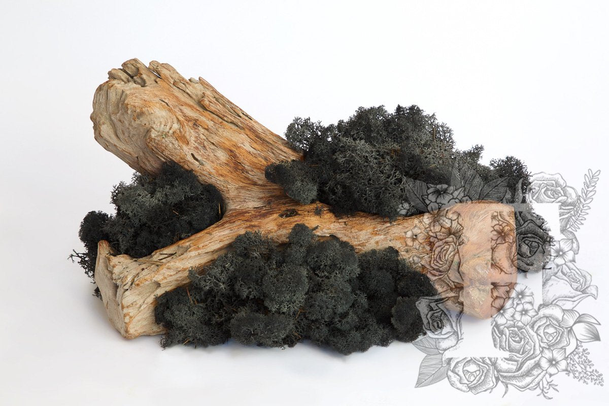 Standard Icelandic Lichen Moss - Bulk 2.6KG
