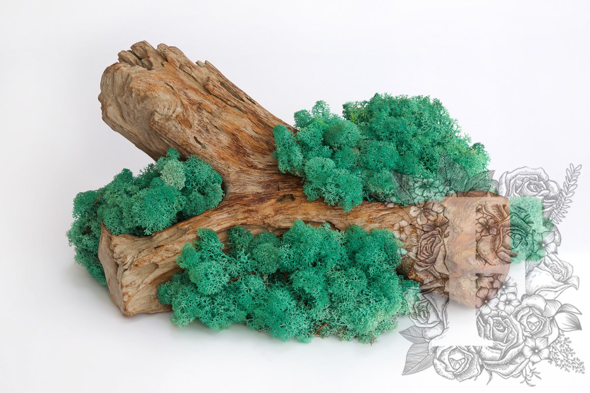 Standard Icelandic Lichen Moss - Bulk 2.6KG