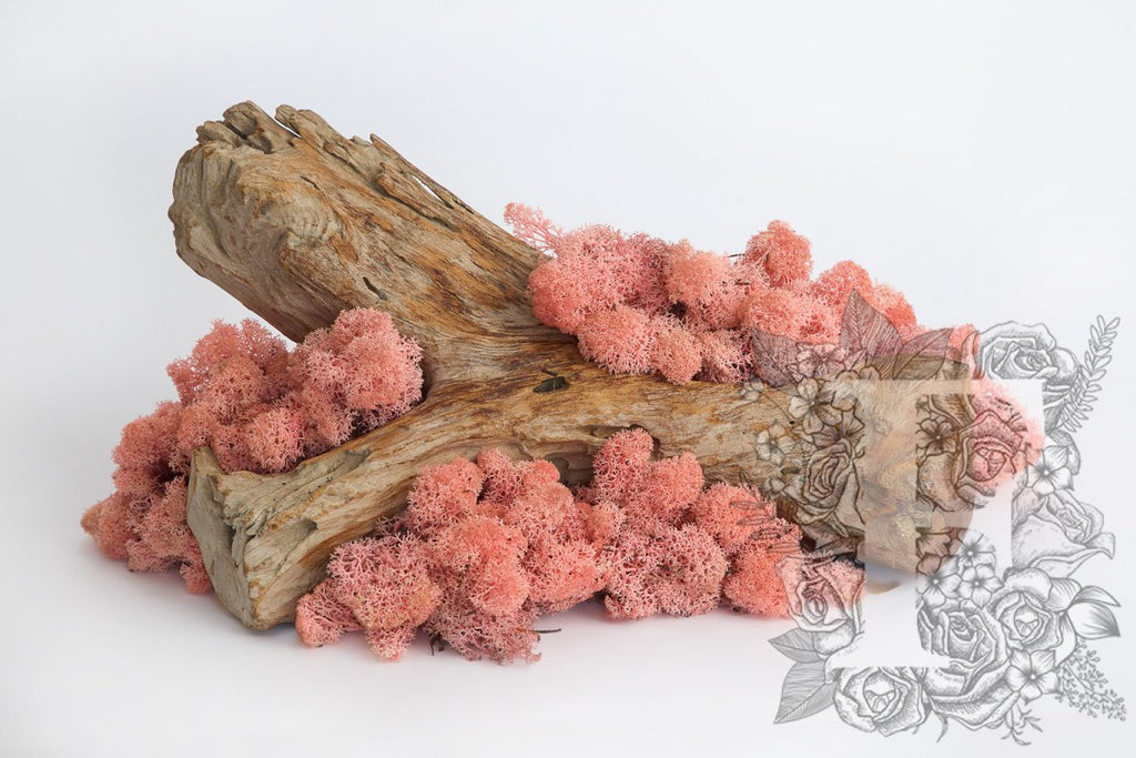 Standard Icelandic Lichen Moss - Bulk 2.6KG