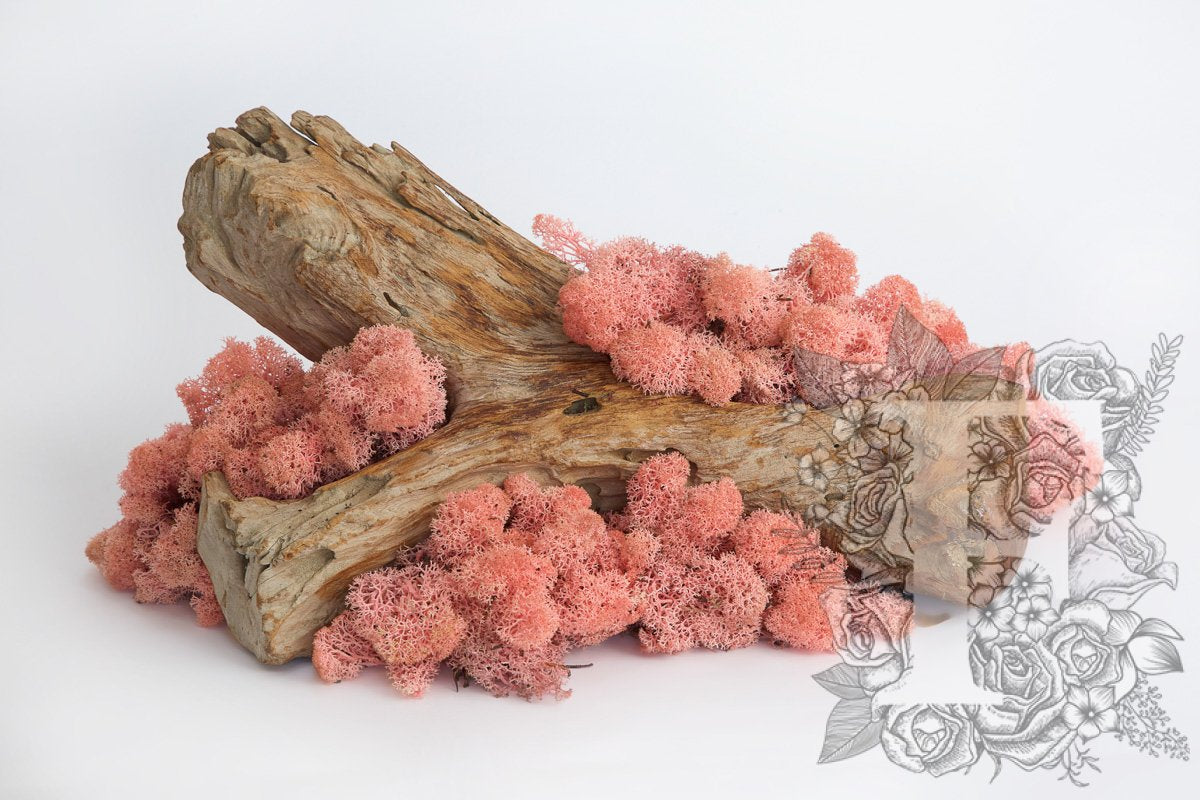 Standard Icelandic Lichen Moss - Bulk 2.6KG