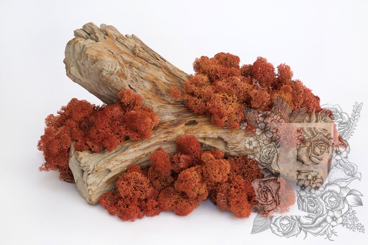 Standard Icelandic Lichen Moss - Bulk 2.6KG
